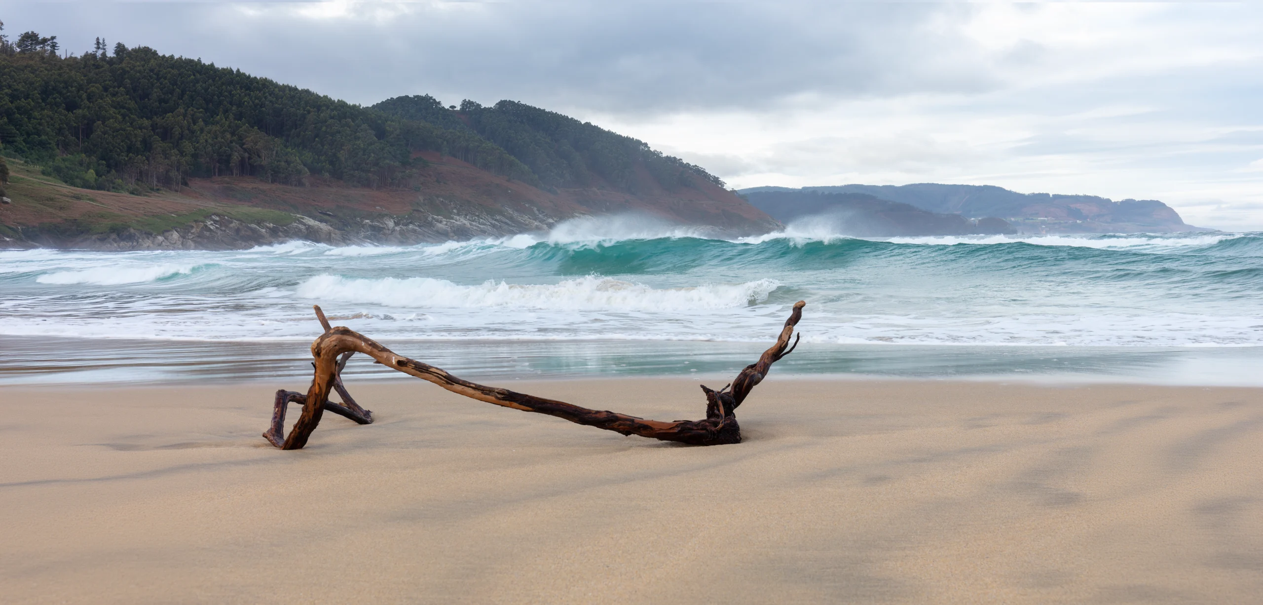 Baumstamm am Strand in Galizien mit Wellen