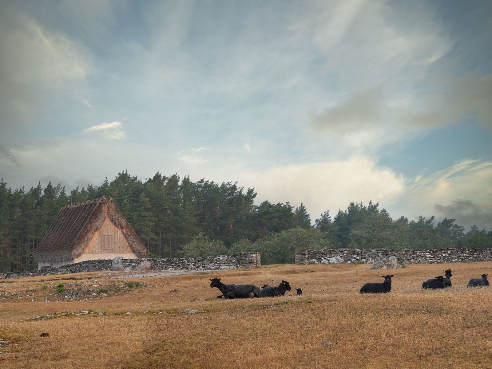 Schafe auf einer Wiese auf der Insel Farö mit Reet gedecktem Haus