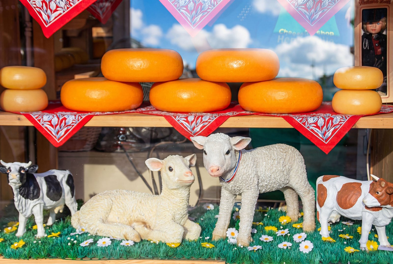 Runde Käselaibe im Schaufenster mit Deko-Schafen