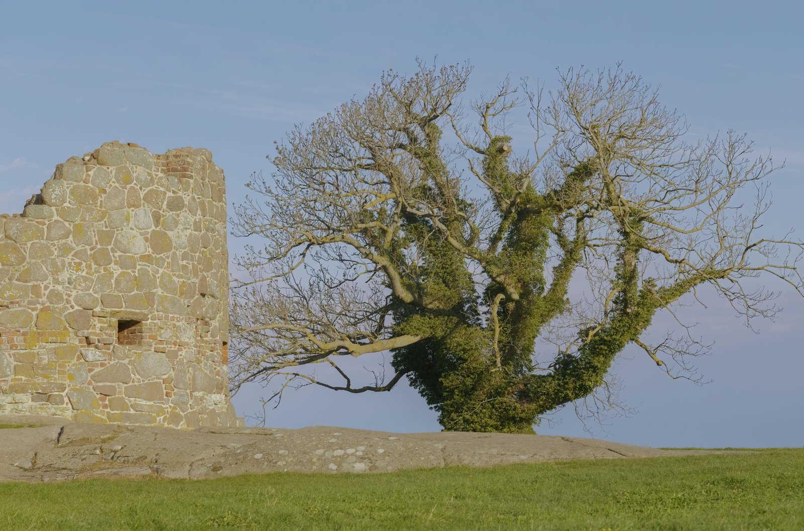 Baum und Ruine auf der Festung Hammershus