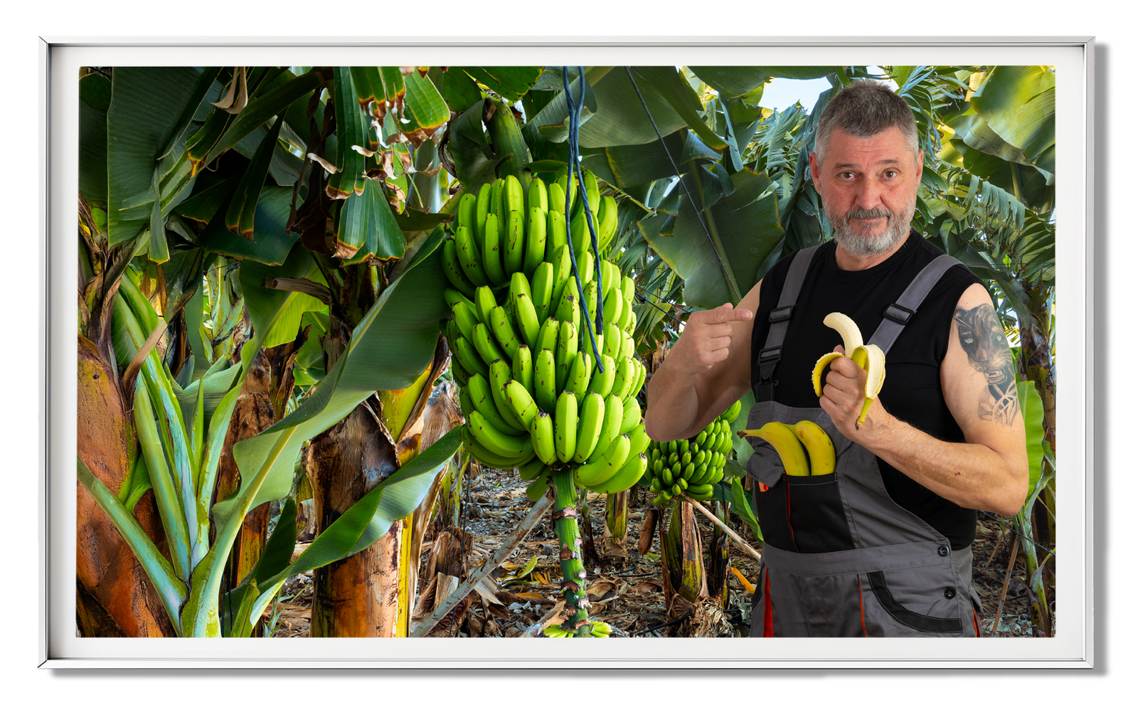 Teneriffa Arbeiter an Bananenstaude mit Bilderrahmen
